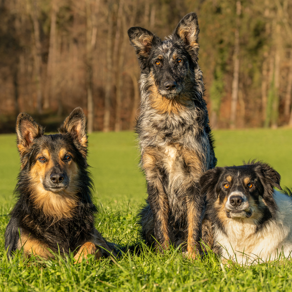 Hunde auf dem Hof Etter