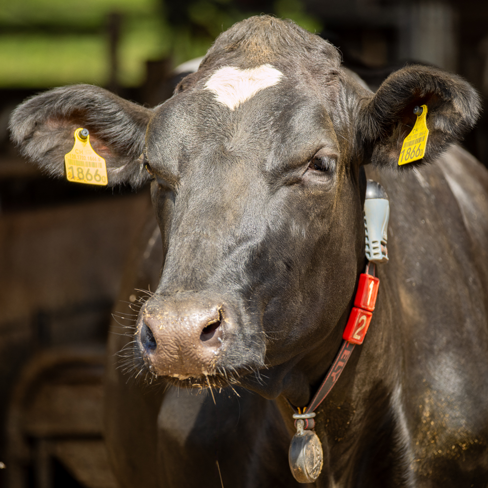 Holstein Milchkühe im Stall