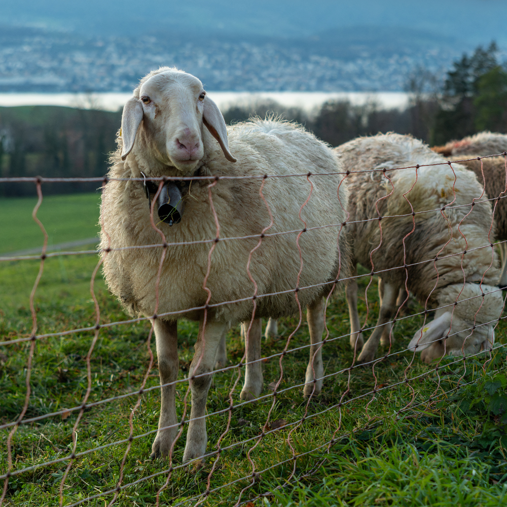 Schafe auf der Weide