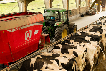 Fütterung der Kühe