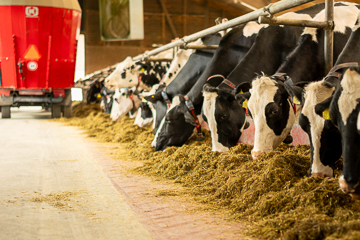 Fütterung der Holstein Kühe