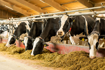 Holstein Kühe im Laufstall