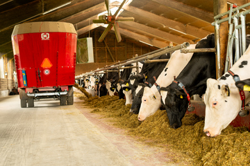 Fütterung der Kühe