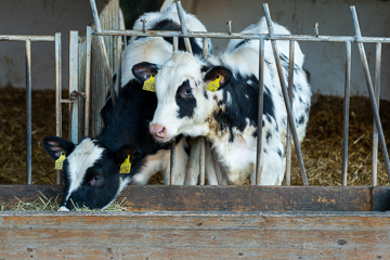 Kälber Aufzucht