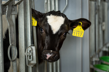 Holstein Kalb