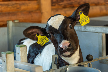 Holstein Kalb