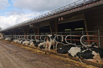 Siesta im Auslauf der Kühe