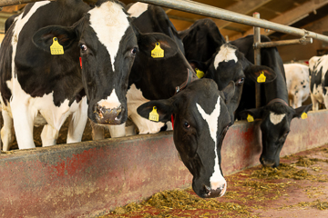 Holstein Kühe im Laufstall