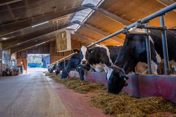 Holstein Kühe im Laufstall