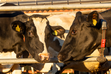 Holstein Kühe