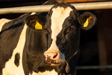 Holstein Milchkuh