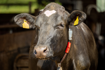 Holstein Kuh