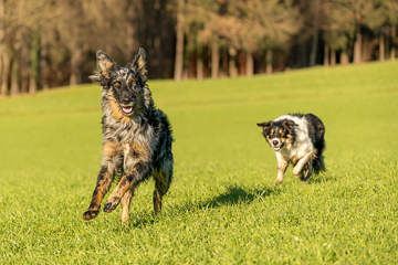 Juro und Kenai