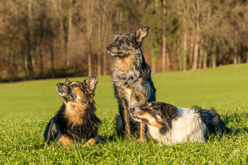 Caro, Juro und Kenai