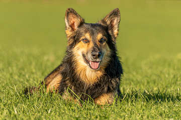 Altdeutscher Hütehund Caro