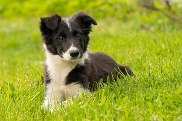 Border Collie Hündin Fruma