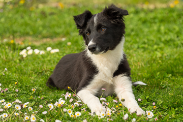 Border Collie Fruma