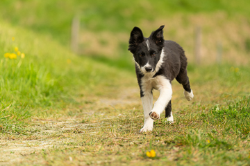 Border Collie Fruma