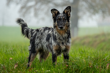 Altdeutscher Hütehund Juro