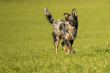 Altdeutscher Hütehund Juro