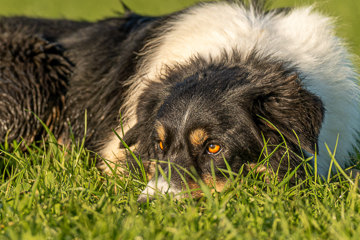Border Collie Kenai