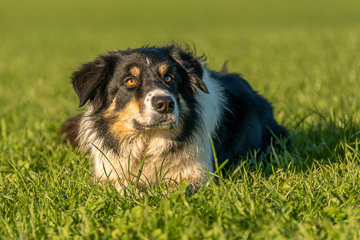 Border Collie Kenai