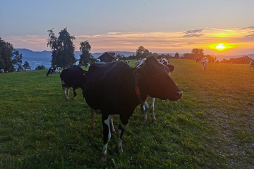 Sonnenuntergang auf der Weide