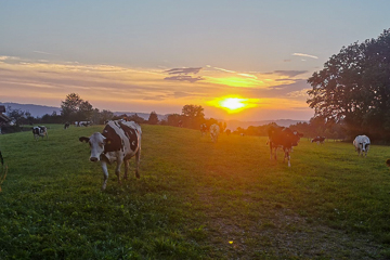 Sonnenuntergang auf der Weide