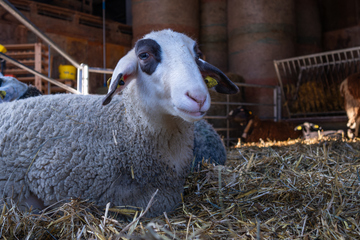Schaf im Stall