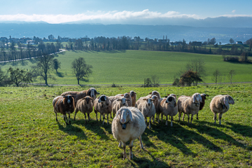 Schafe auf der Weide