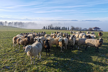 Schafe über dem Nebel