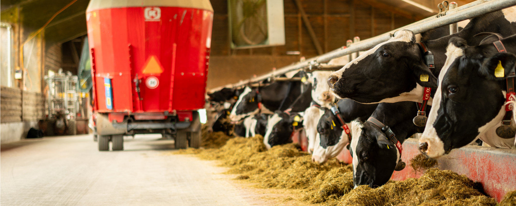 Holstein Kühe bei der Fütterung im Laufstall