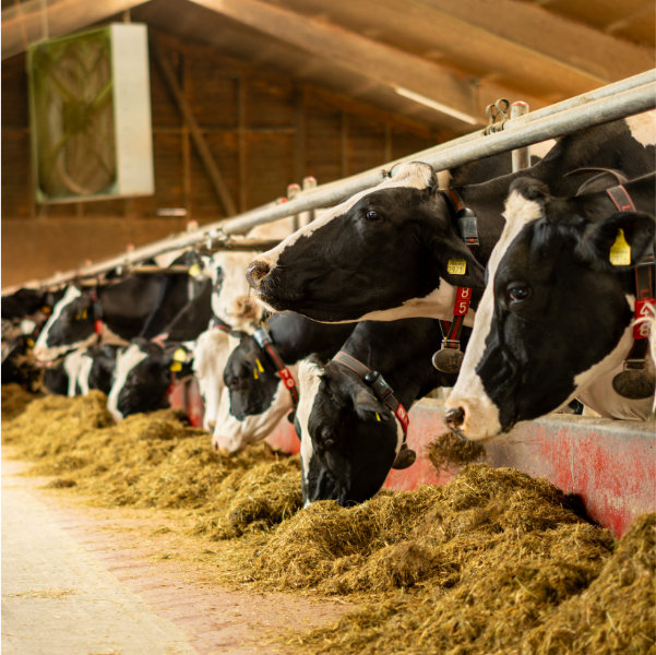 Holstein Kühe bei der Fütterung im Laufstall