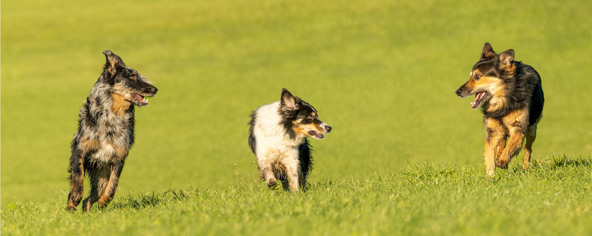 drei Hunde im Kontakt