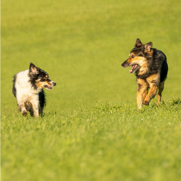 drei Hunde im Kontakt