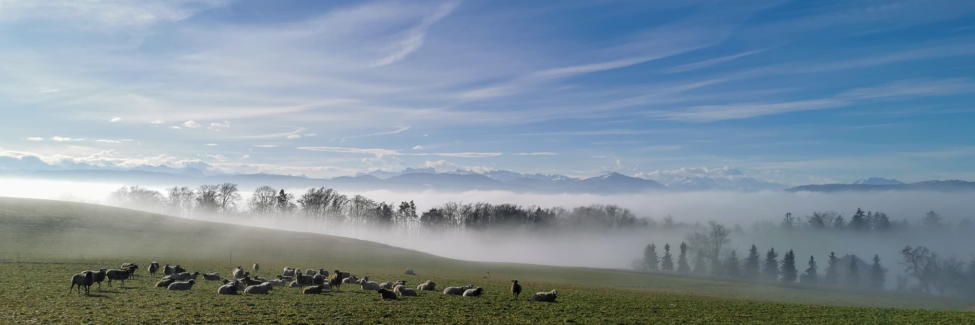 Schafe über dem Nebelmeer